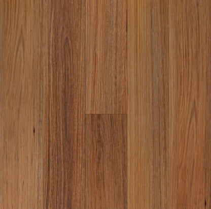 Native Blackbutt