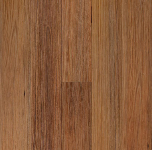 Native Blackbutt