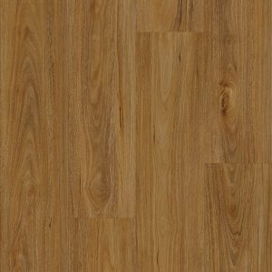 Qld Spotted Gum