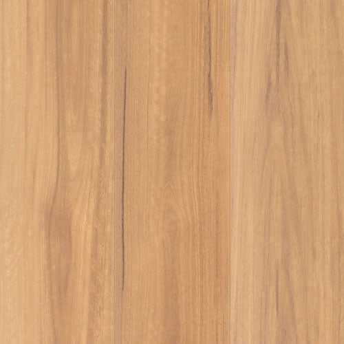 Spotted Gum